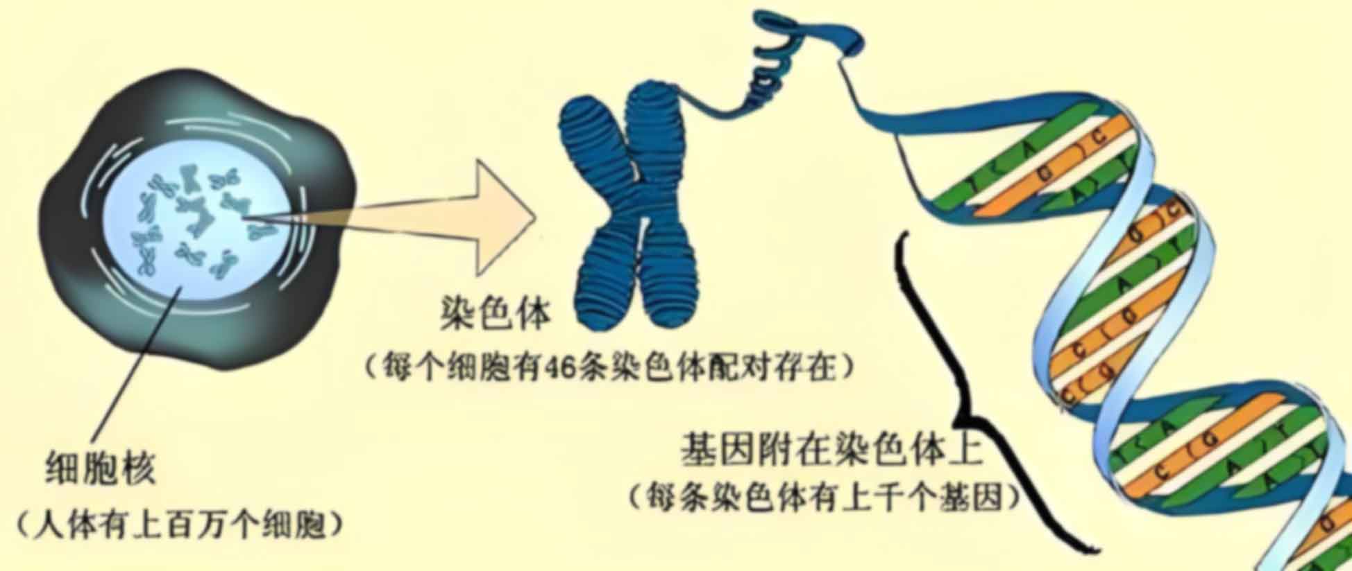 天津河西区办理亲子鉴定需要证件吗